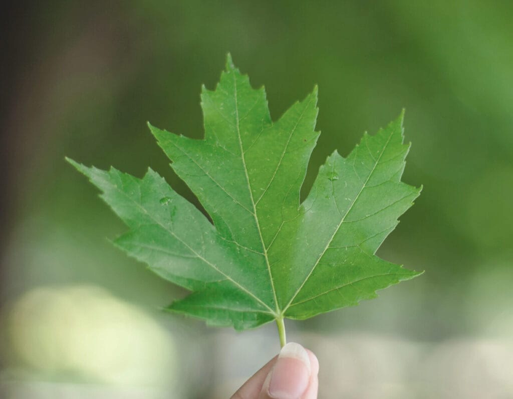 Article reconnaître les feuilles