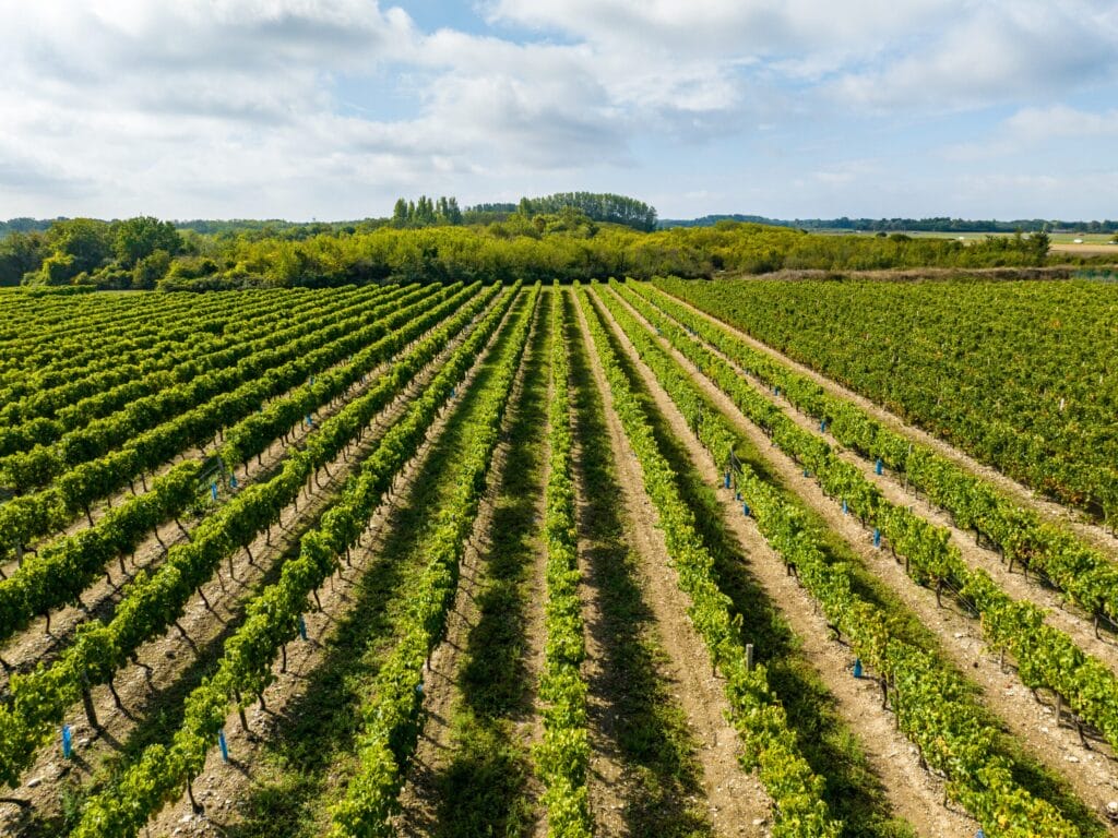 Vignoble Oléronnais