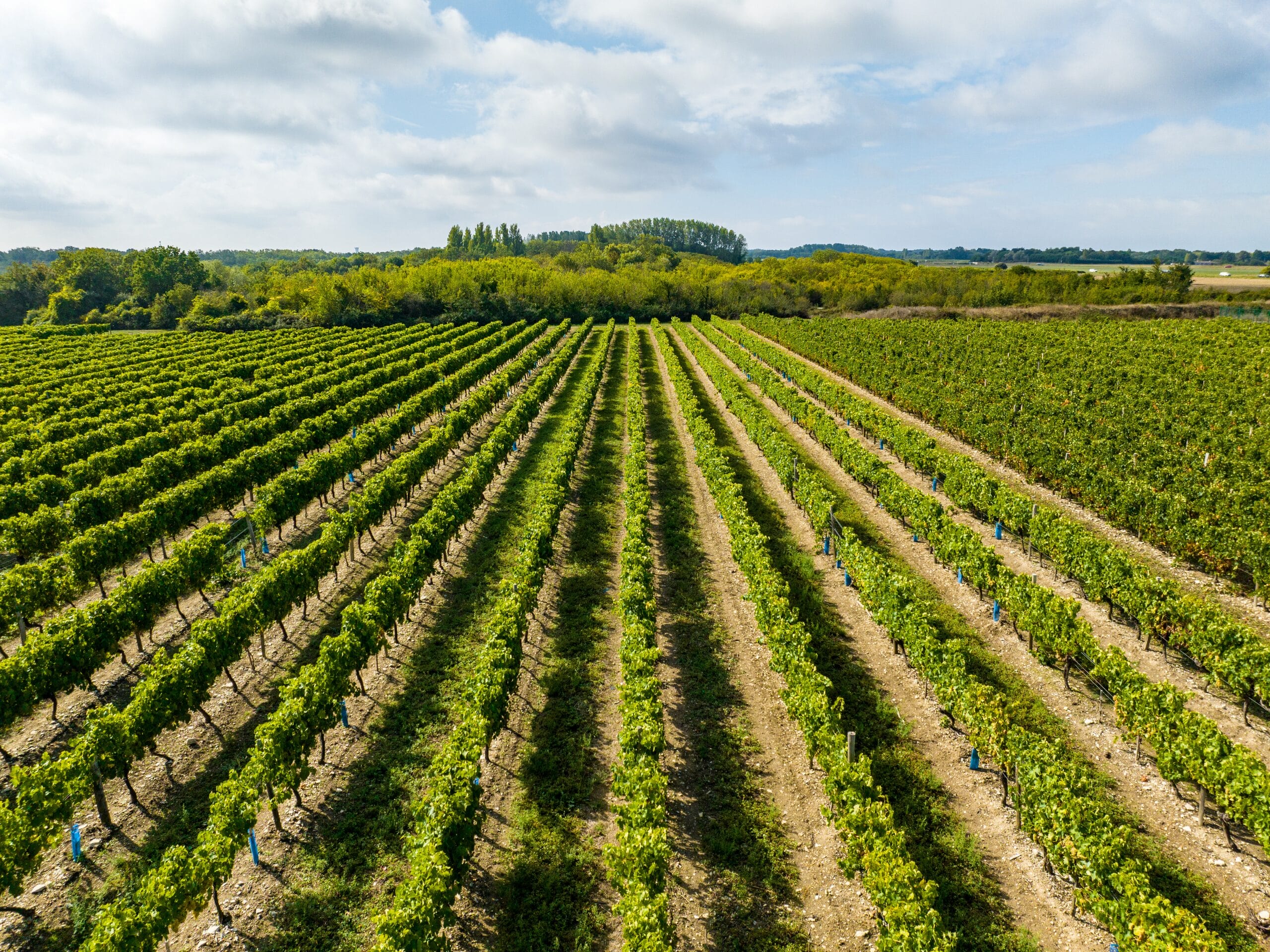Vignoble Oléronnais
