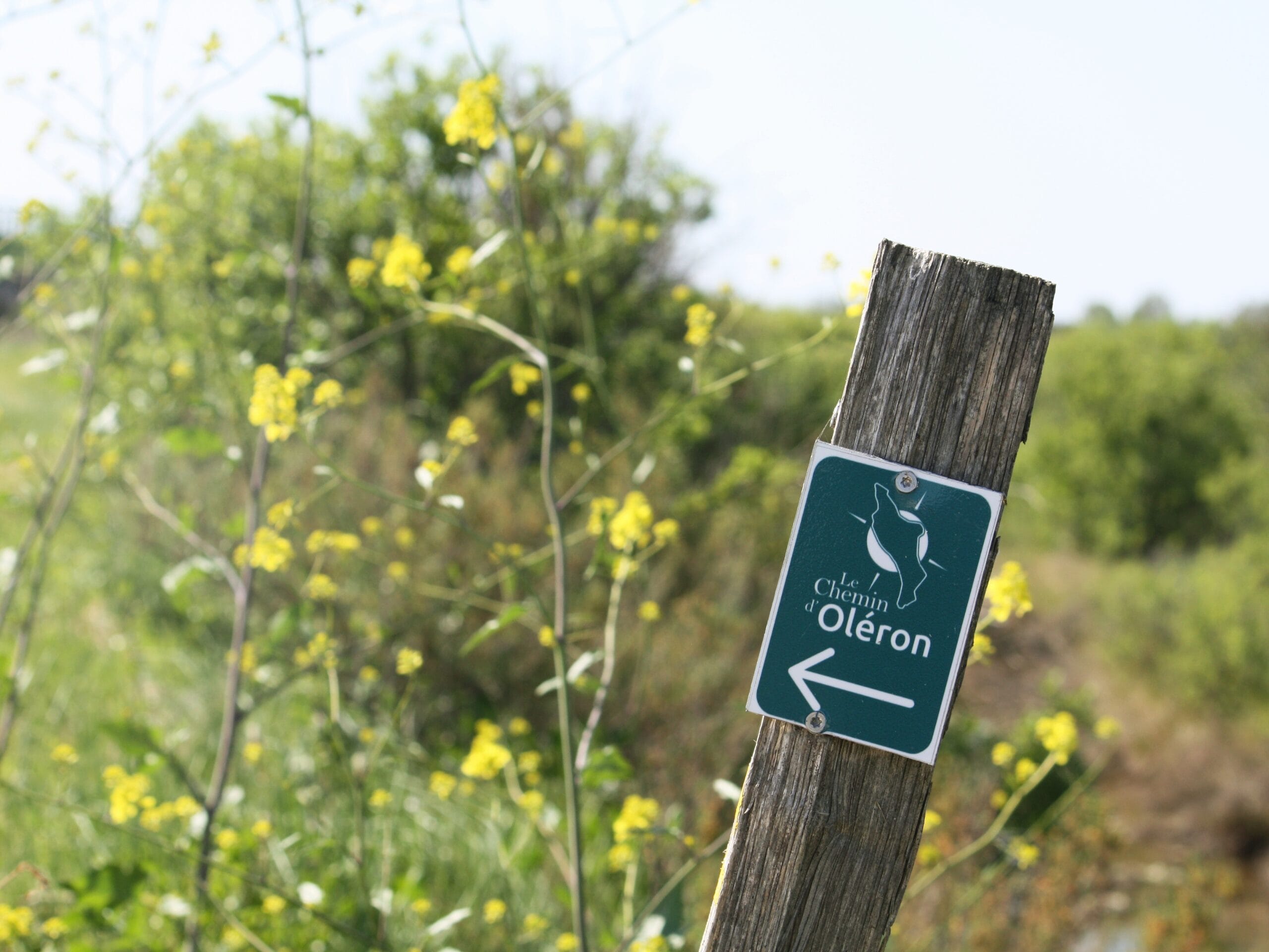Chemin d'Oléron