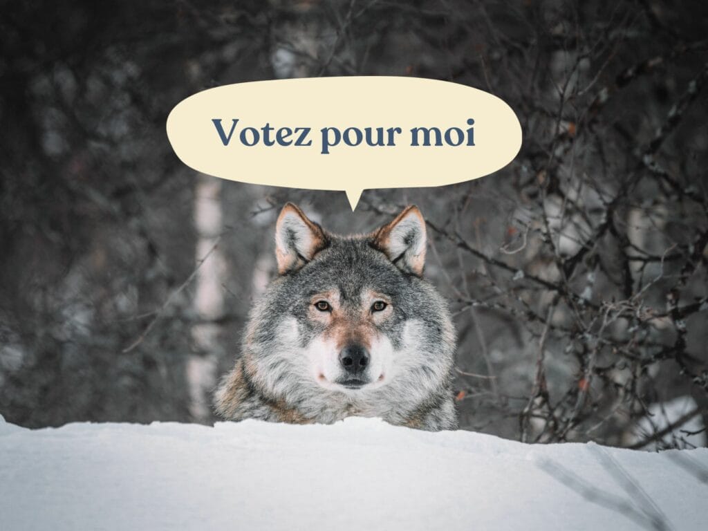 Article loup