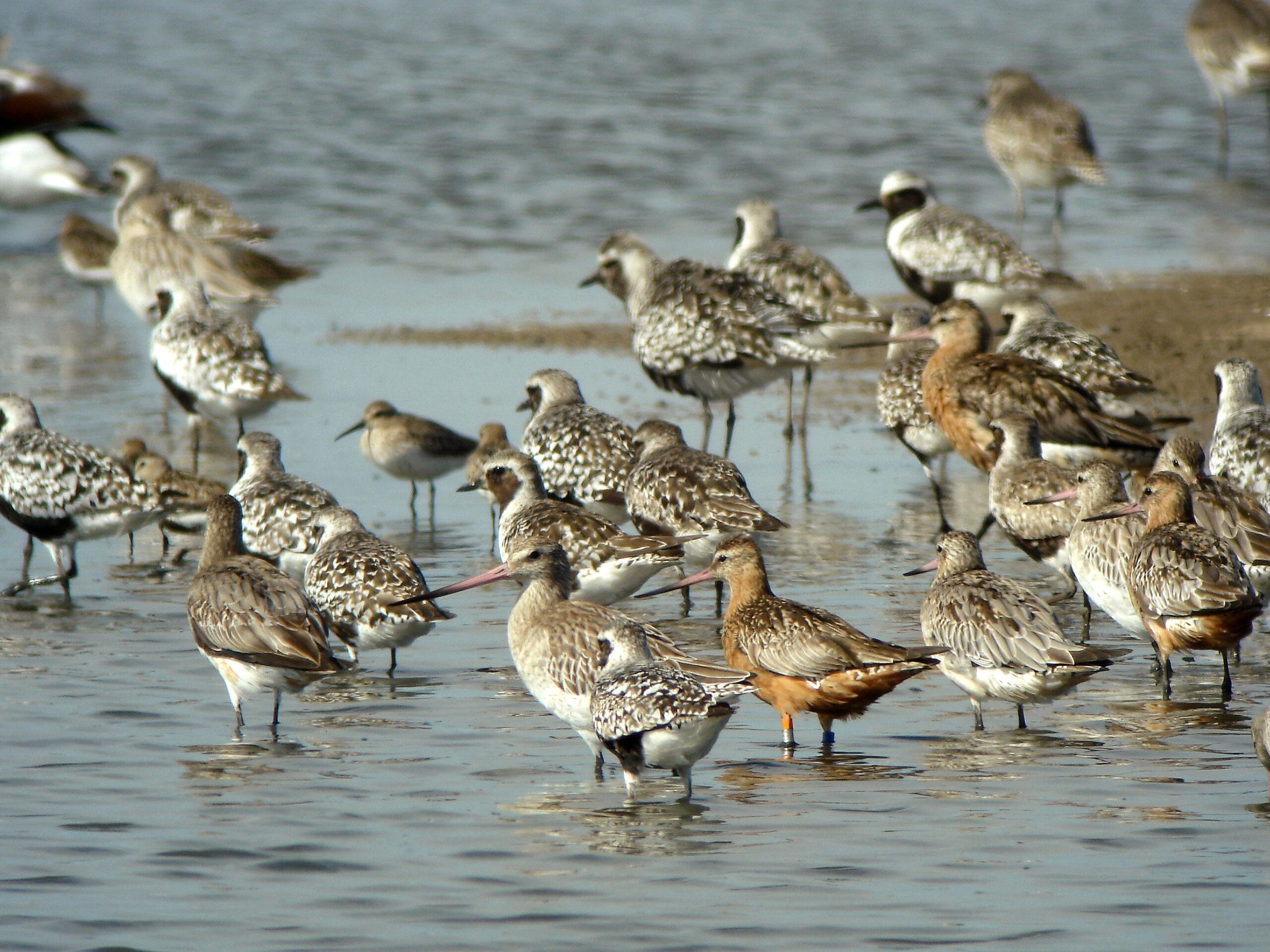 Limicoles dans l'eau