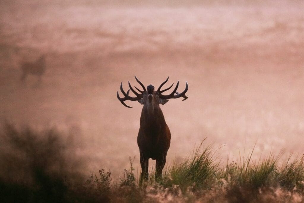 Article écouter le brame du cerf