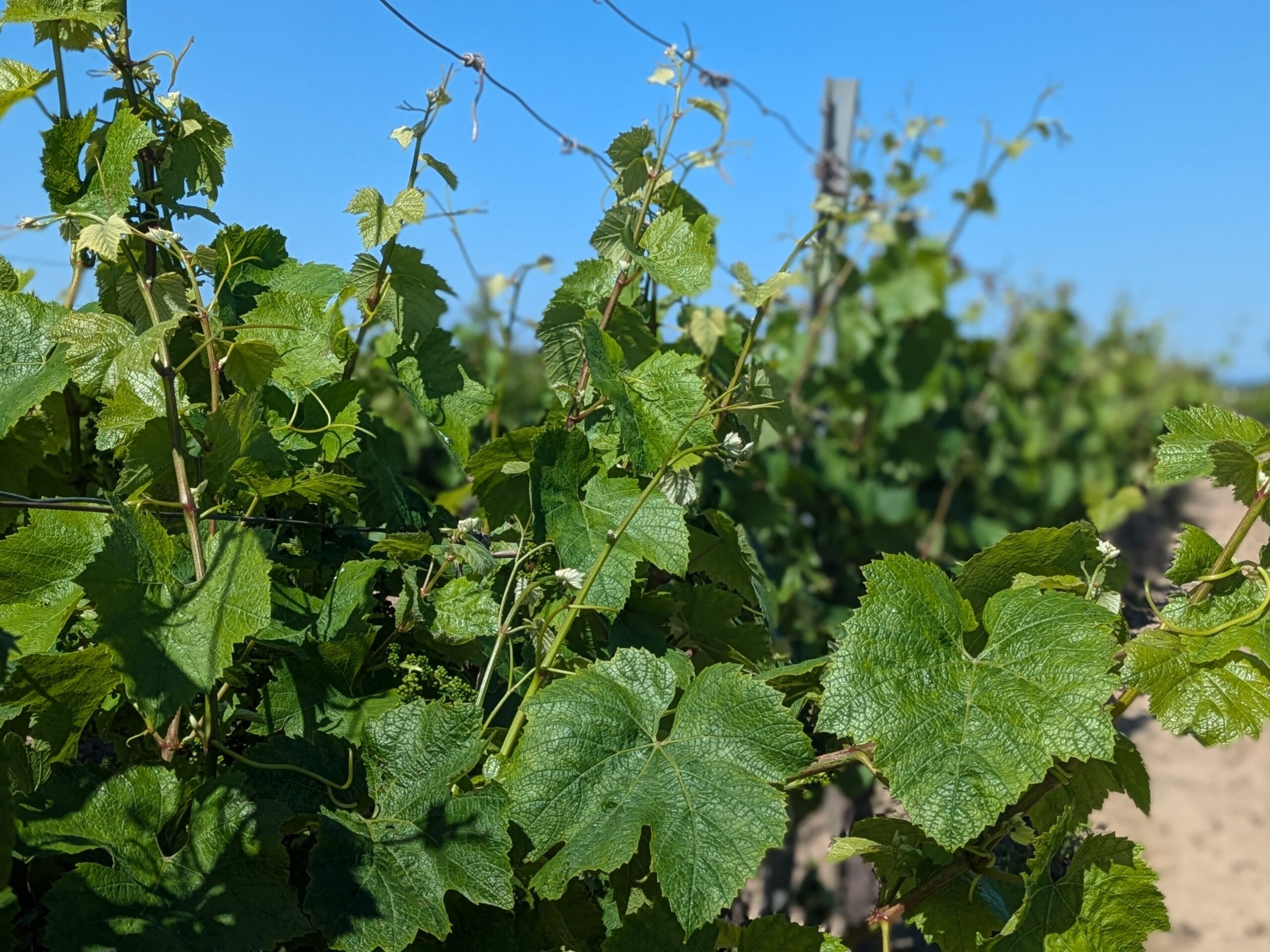 Vignes