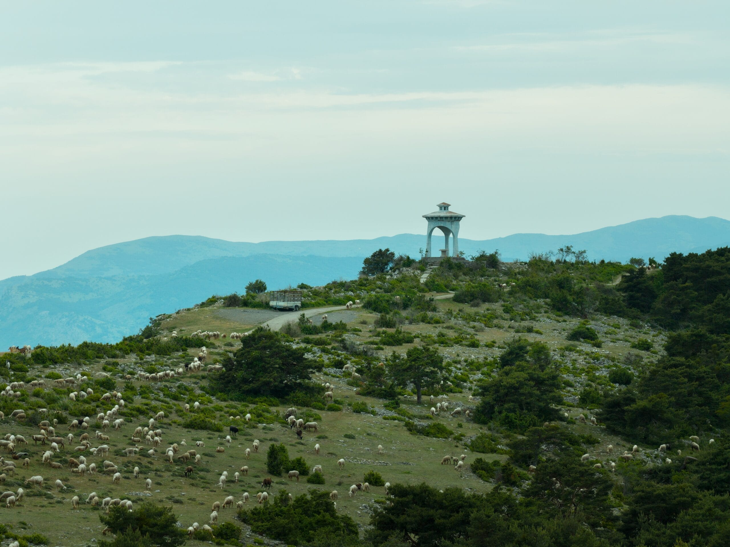 Vue sur un troupeau de mouton