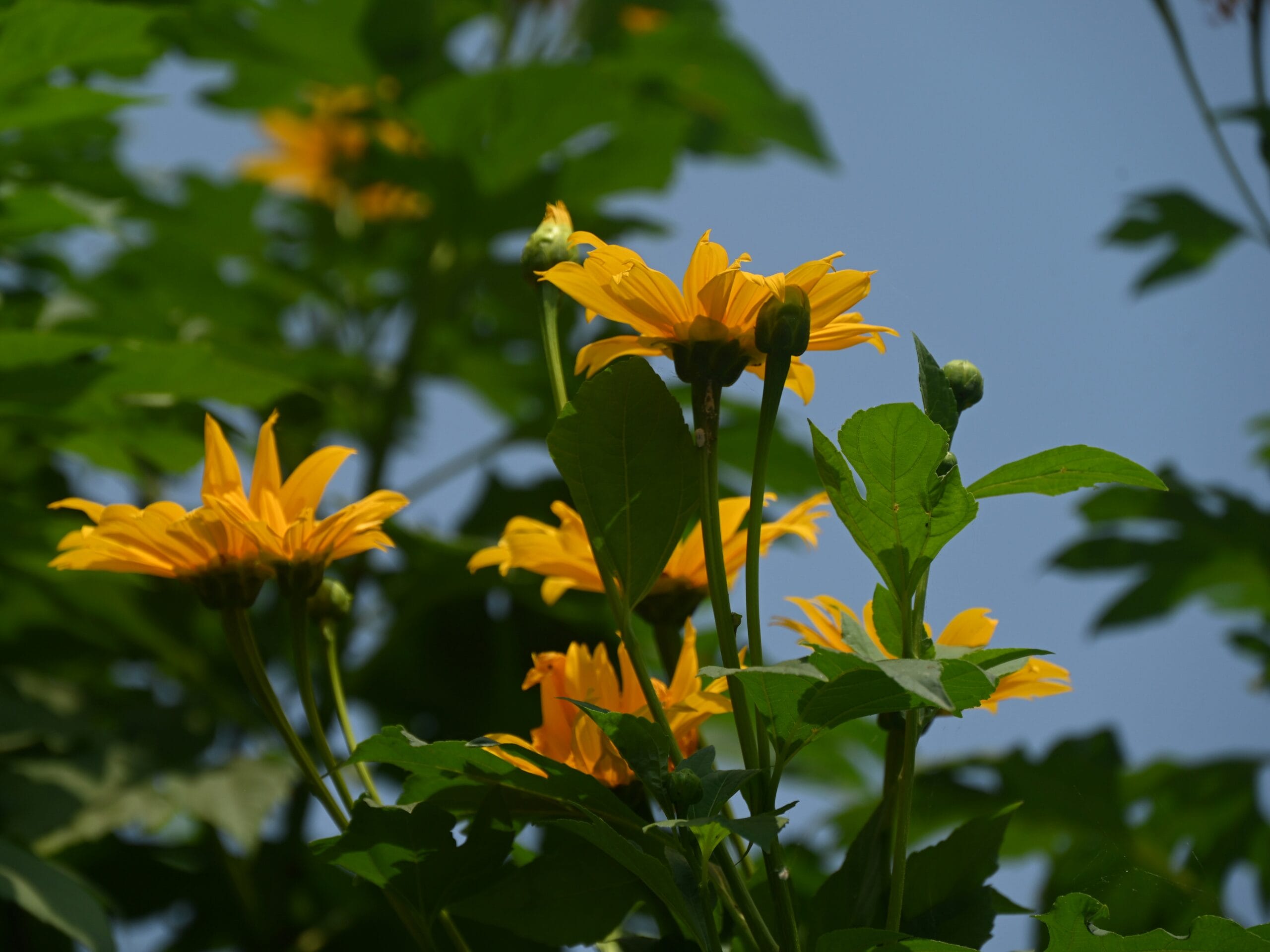 Des fleurs jaunes vues d'en bas 