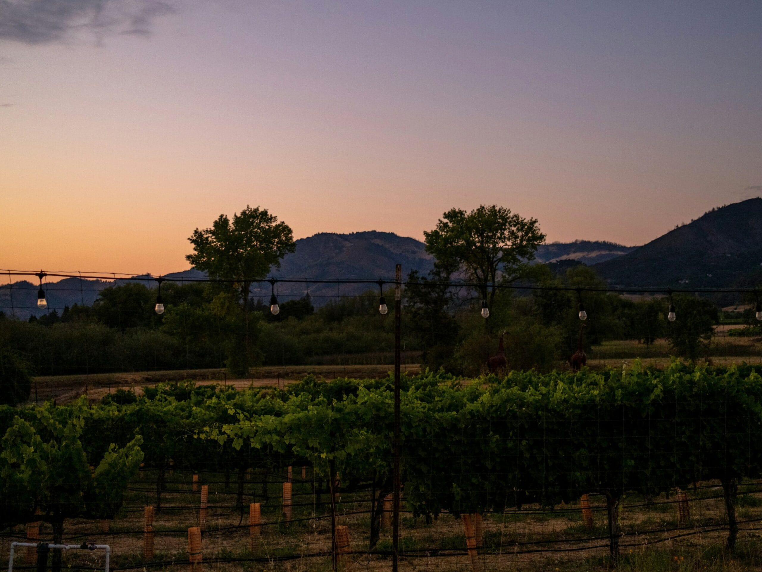 Vignes au soleil couchant
