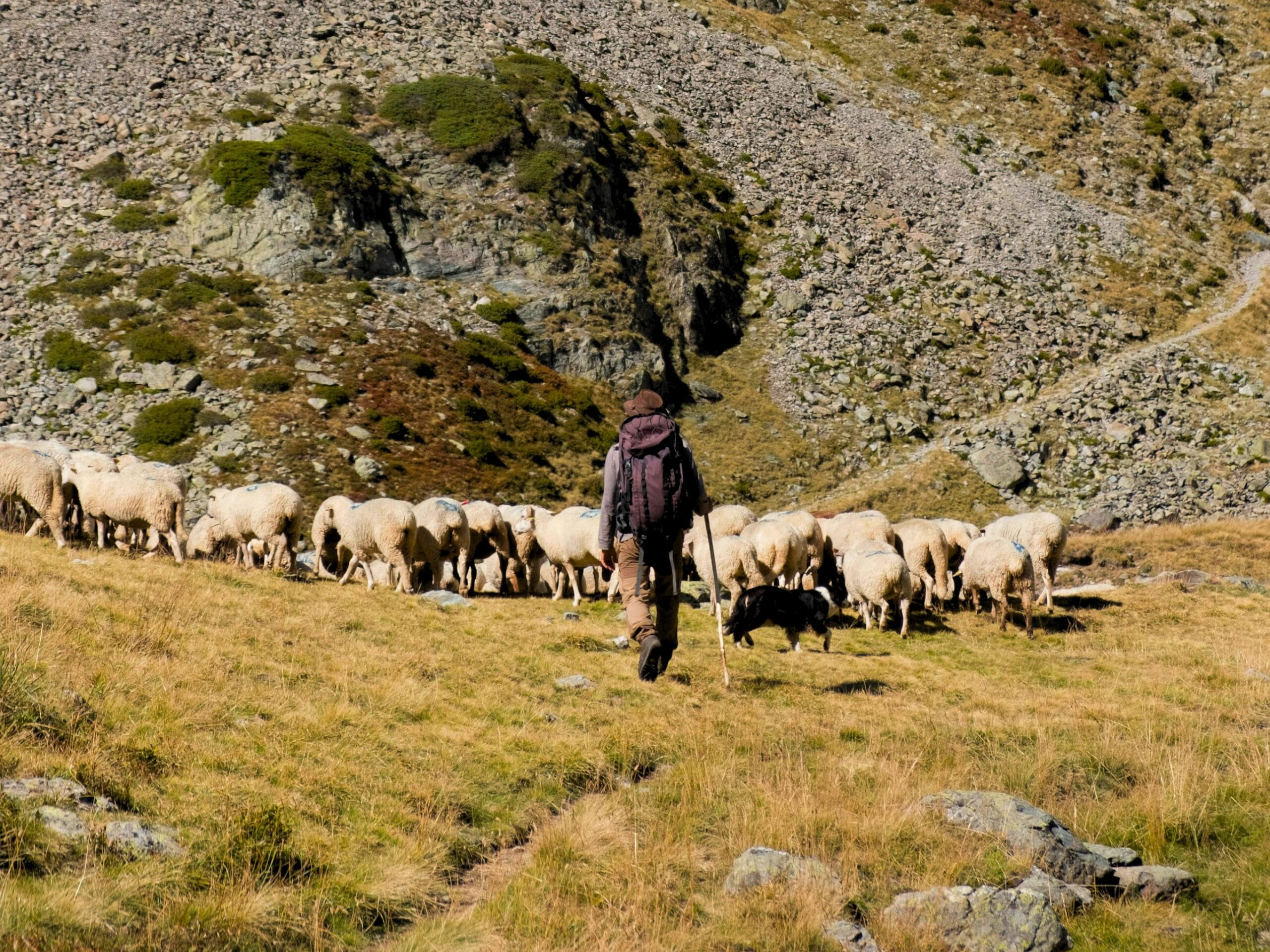 Berger avec ses moutons dans les paturages