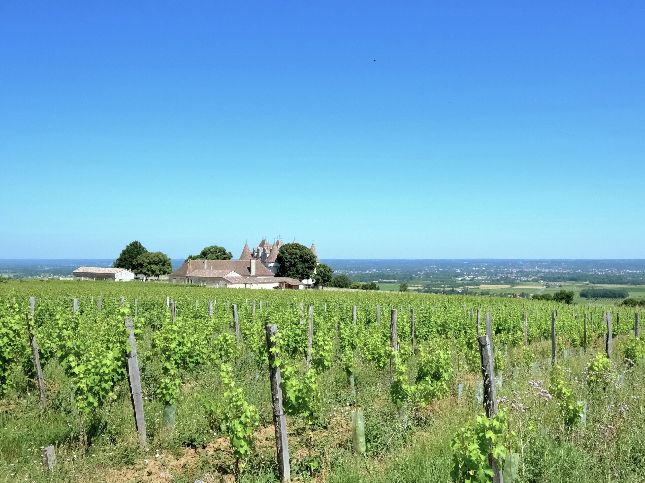 Vue sur les vignes
