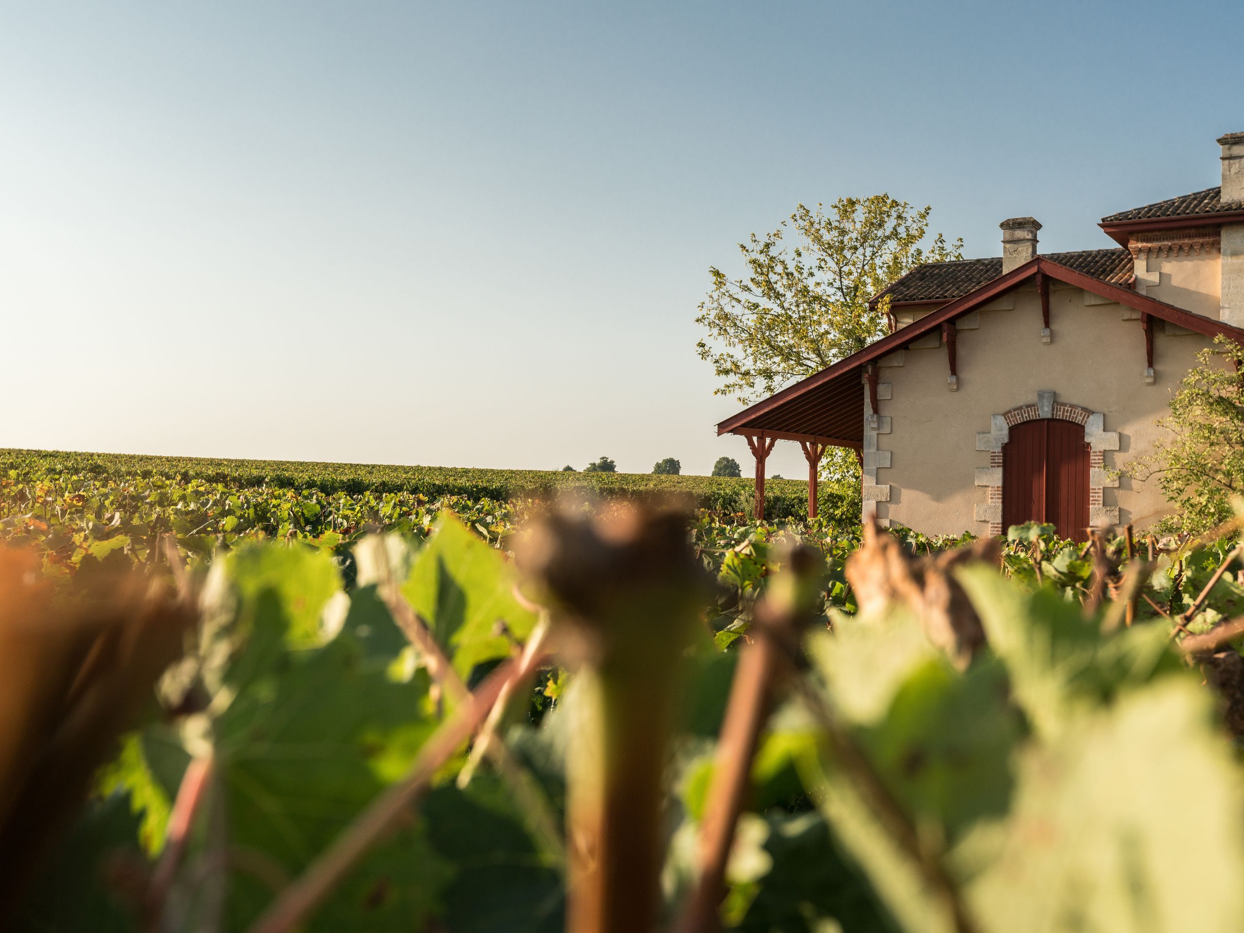Champ de vignes